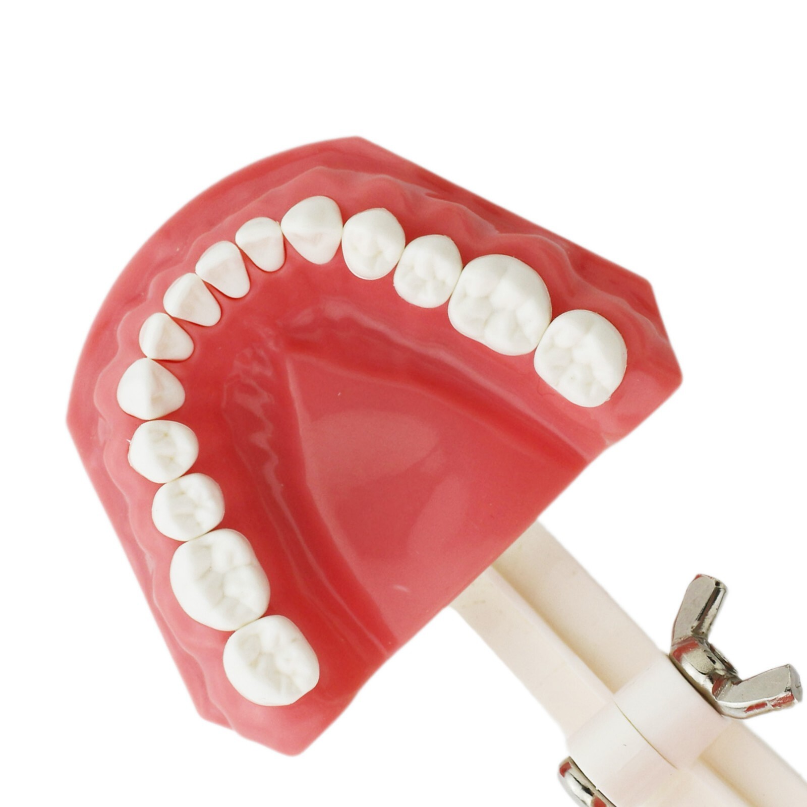 US Dental Typodont Teeth Model with Orthodontic Brackets Brushing