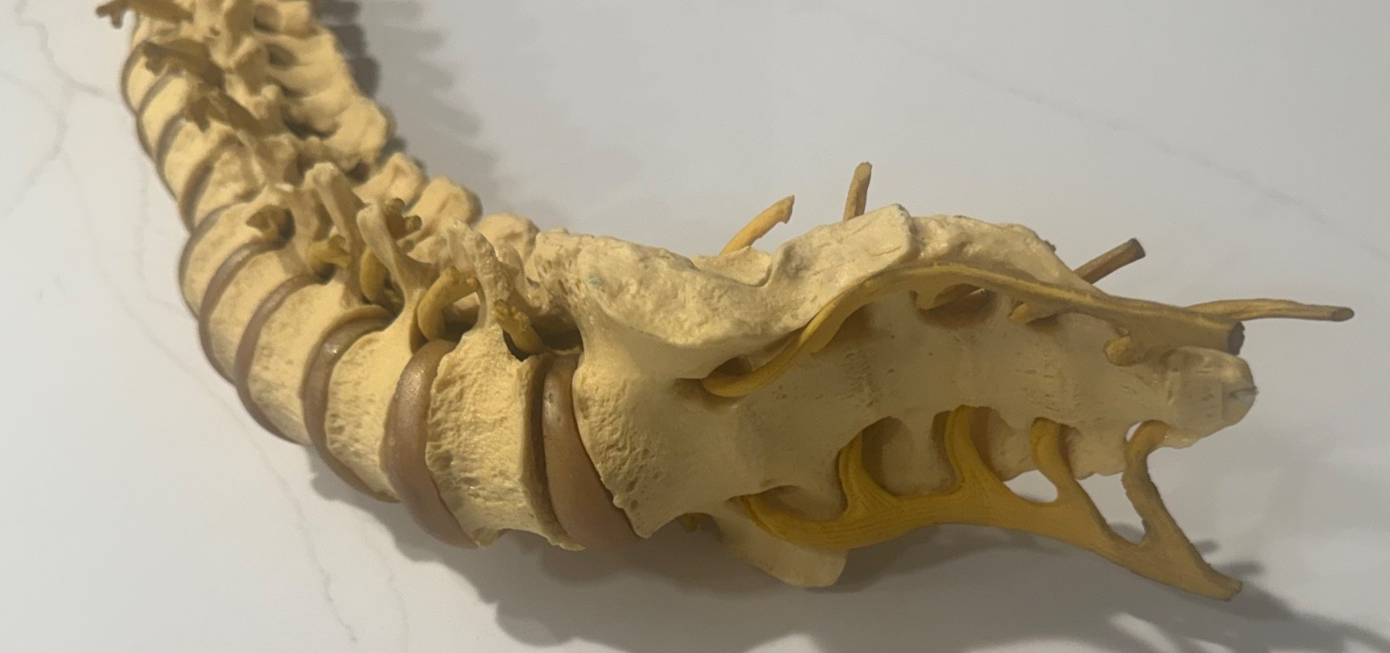ANNATOMICAL ANATOMY 24″ HUMAN VERTEBRAL COLUMN SPINE WITH SACRUM MODEL