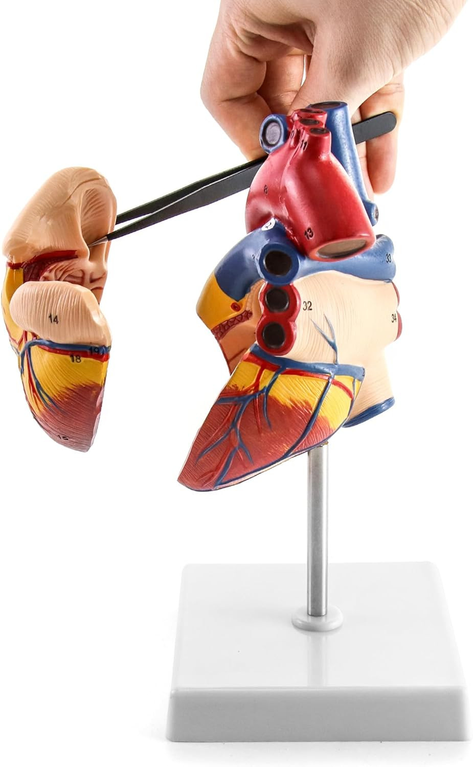2 Pack Life Size Human Heart Model 2-Part 34 Structures PVC Anatomy Display Base