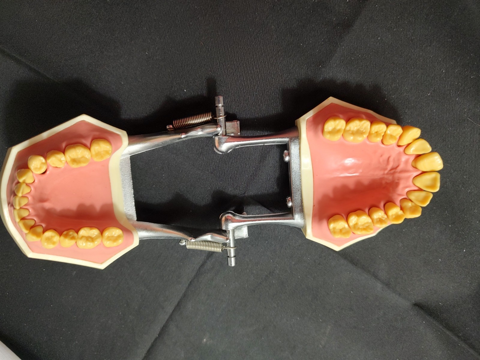 Halloween Scream Creepy Decor – Unitek Dental Teeth Model