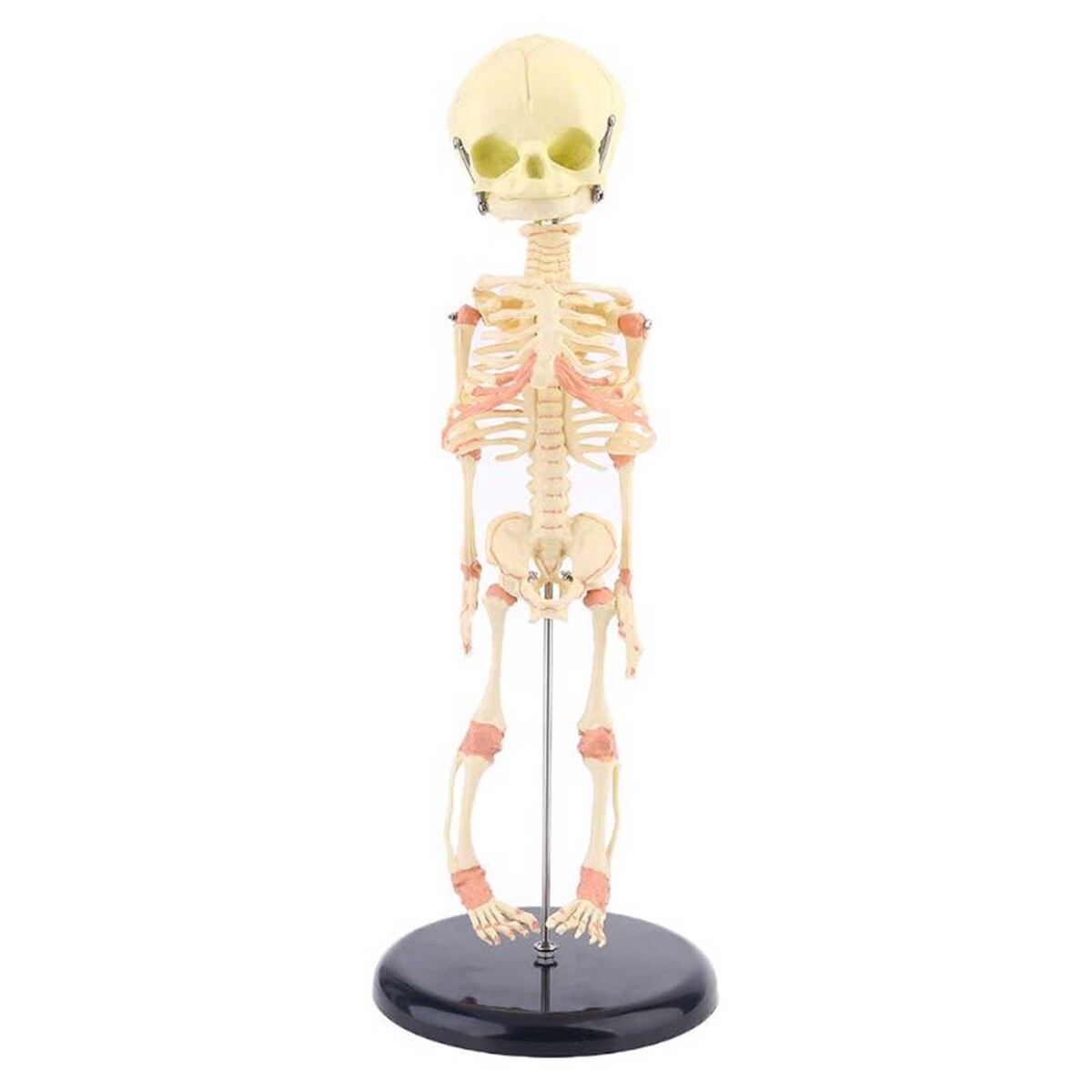 Creepy FETAL HUMAN BABY SKELETON REPLICA w/STAND-Jaw Opens-Halloween Horror Prop