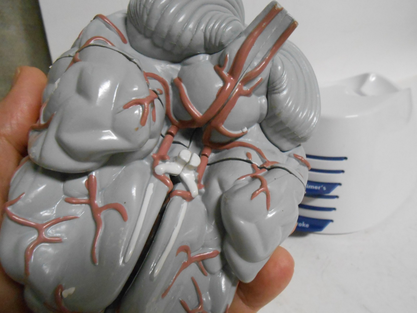 Human Brain Model Medical Doctor Office Display Teaching Education Study Science