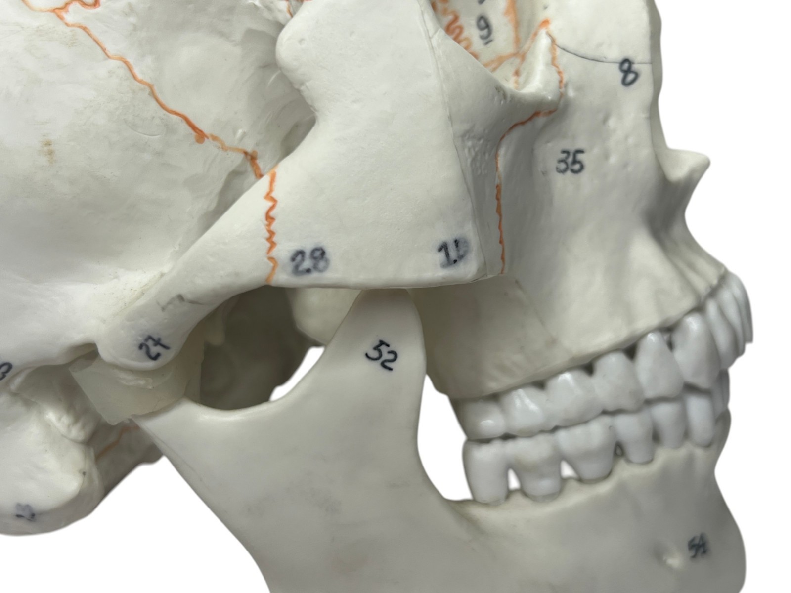 Medical Training Plastic Skull W/ Removable Skull Cap & Spring Jaw Halloween