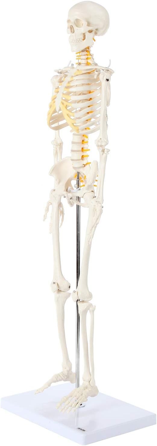Miniature Human Skeleton Model with Metal Stand 31 Inch Removable Limbs Study