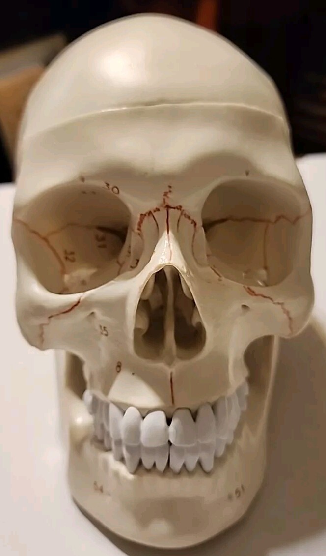 *LIFE SIZE HUMAN MODEL SKULL*MEDICAL TEACHING SKELETON HEAD*HALLOWEEN PROP*