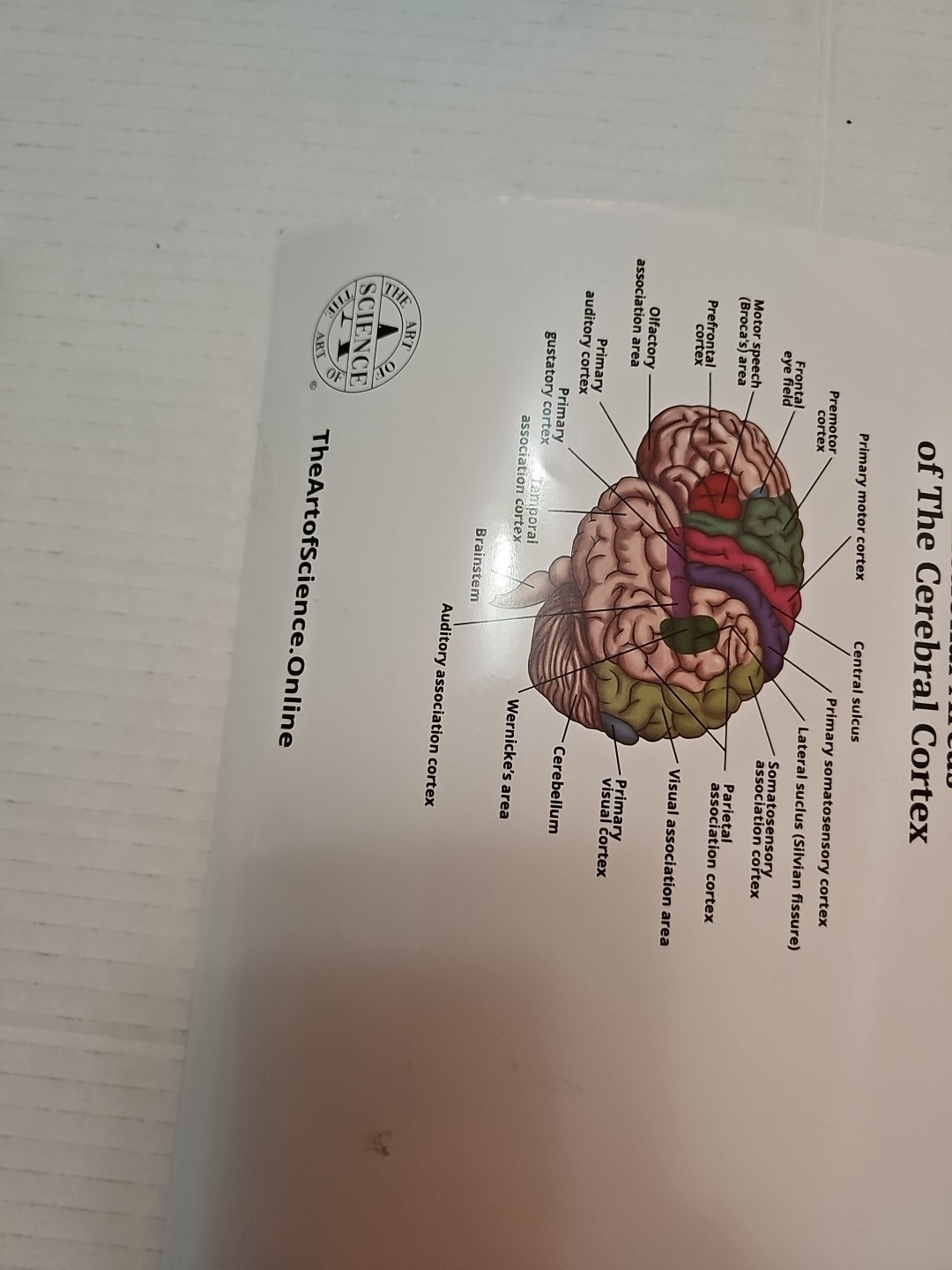 The Nervous System – 2 Sided Medical Poster 29.5″ x 17.5″ In. The Art Of Science