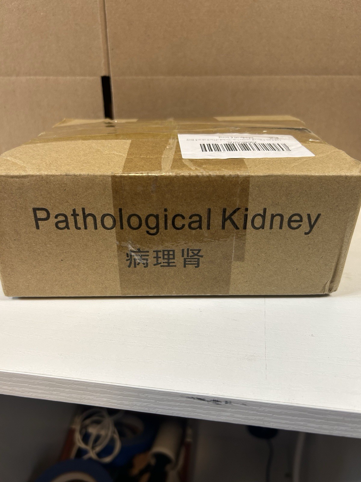 NEW Human Normal/Pathological Kidney Model Anatomy Medical Teaching Model