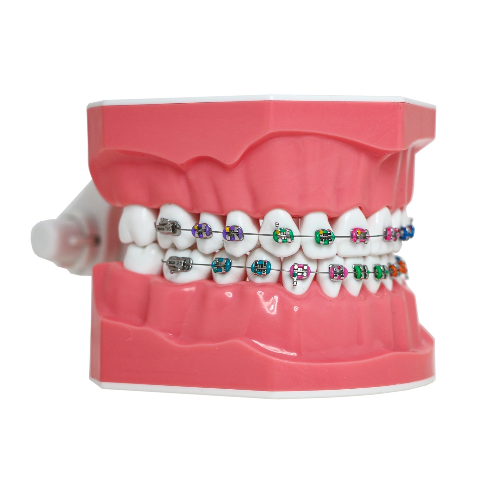 1:1 Dental Typodonts Teeth Model Orthodontic Metal Brackets Teaching Practice US