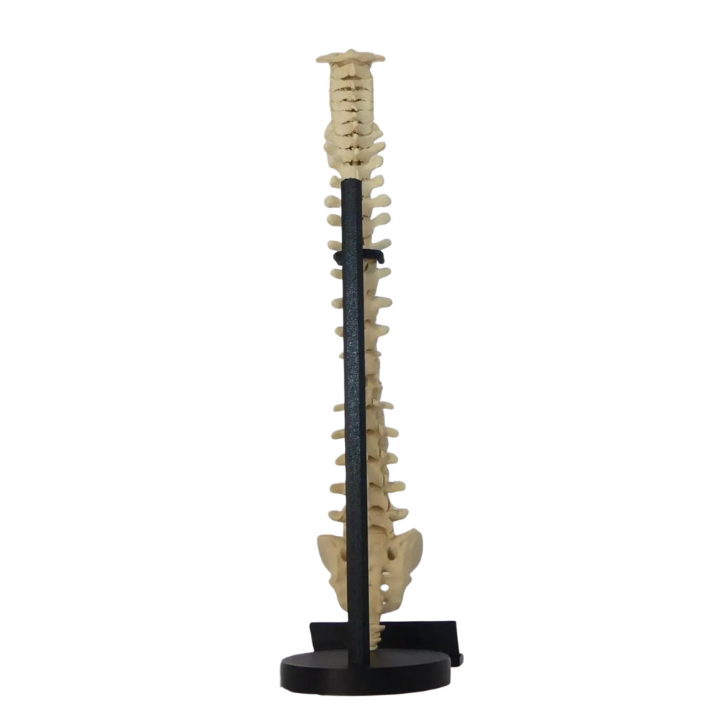 Spine Anatomical Model – Vertebral column Replica, Desk art for chiropractors
