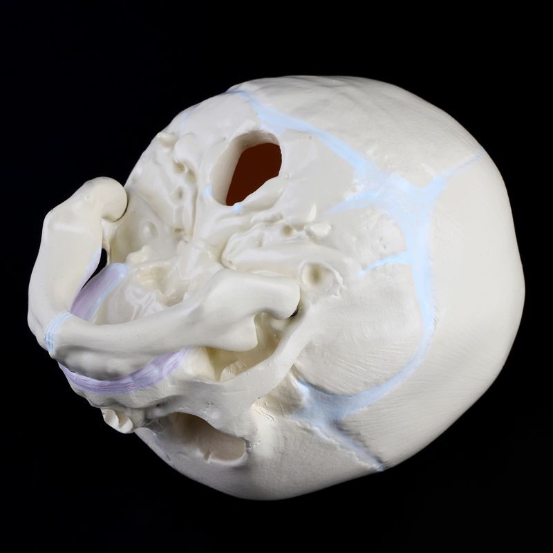 Life Size Baby Head Model Anatomical Baby Head Skull Model Baby Skeleton Model