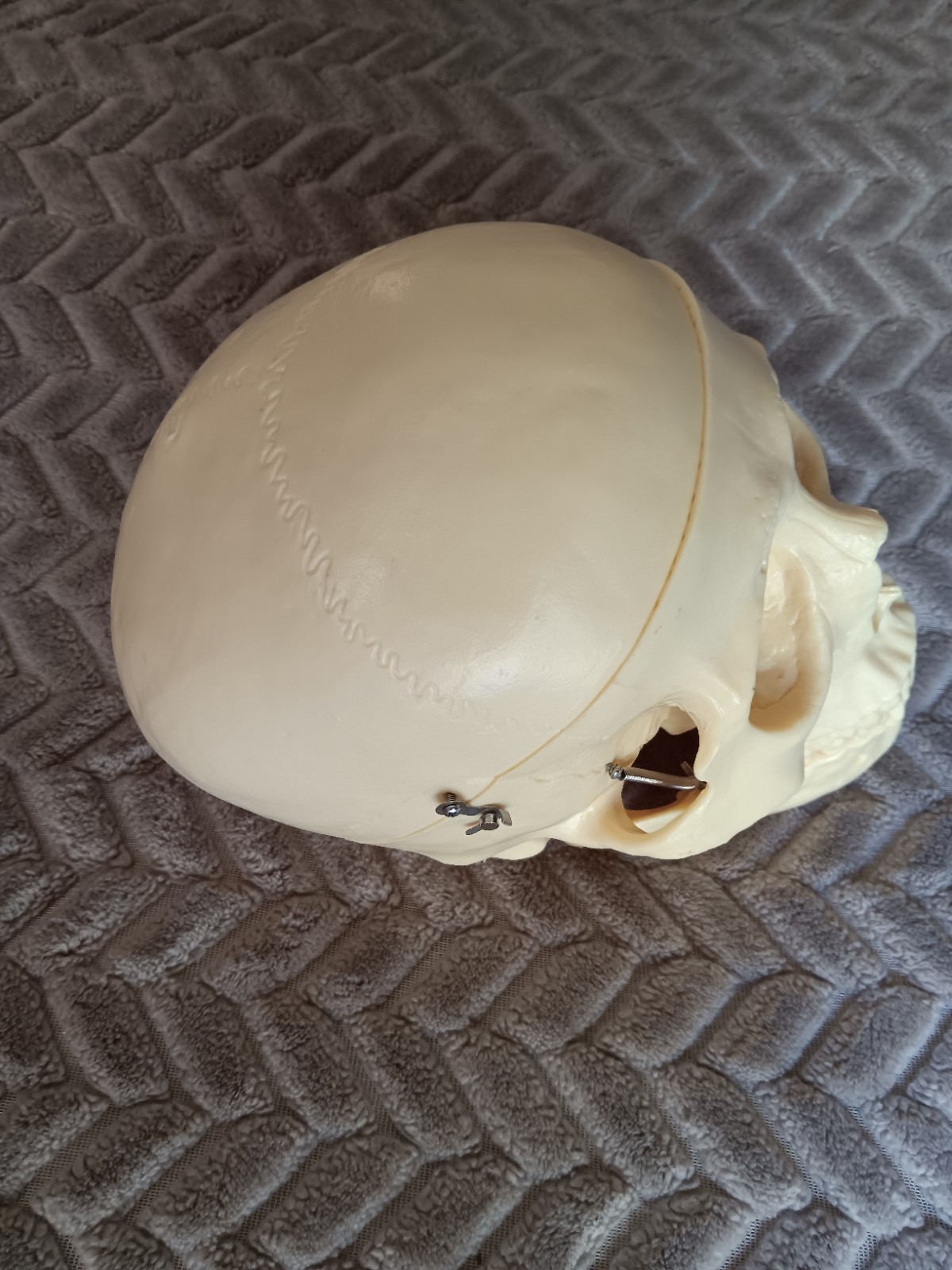 Life Size Human Model Skull Spring Jaw Removable Cap Halloween Lifelike Read
