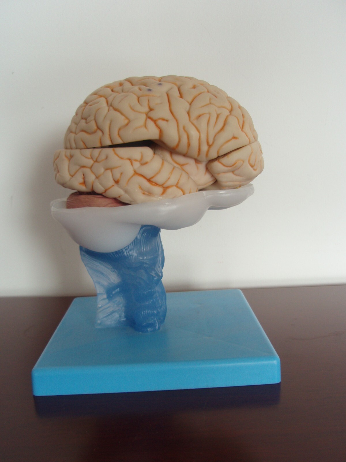 1:1 Size Human 15 Parts Brain Model Medical Anatomy With 58 Digital Indication