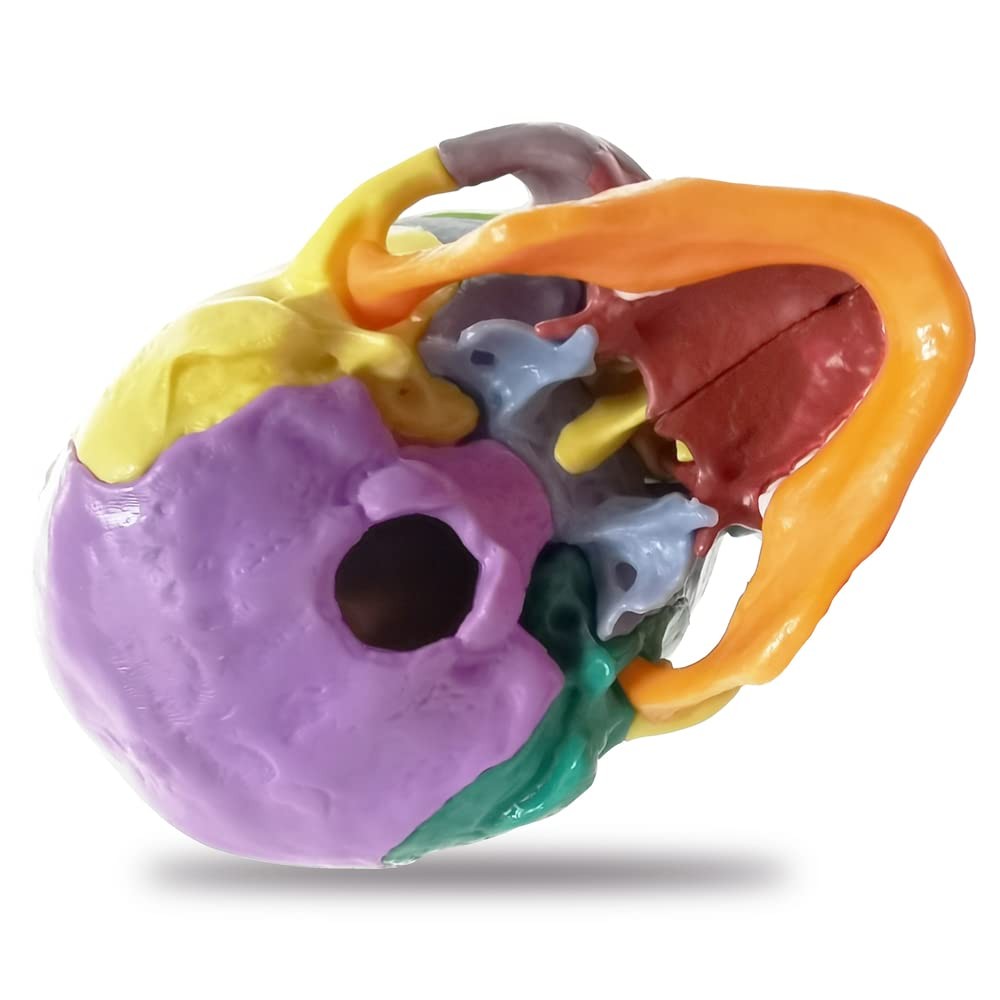 15-Parts Puzzle Anatomy Skull Model,Colorful Medical Brain Model,Human Anatom…