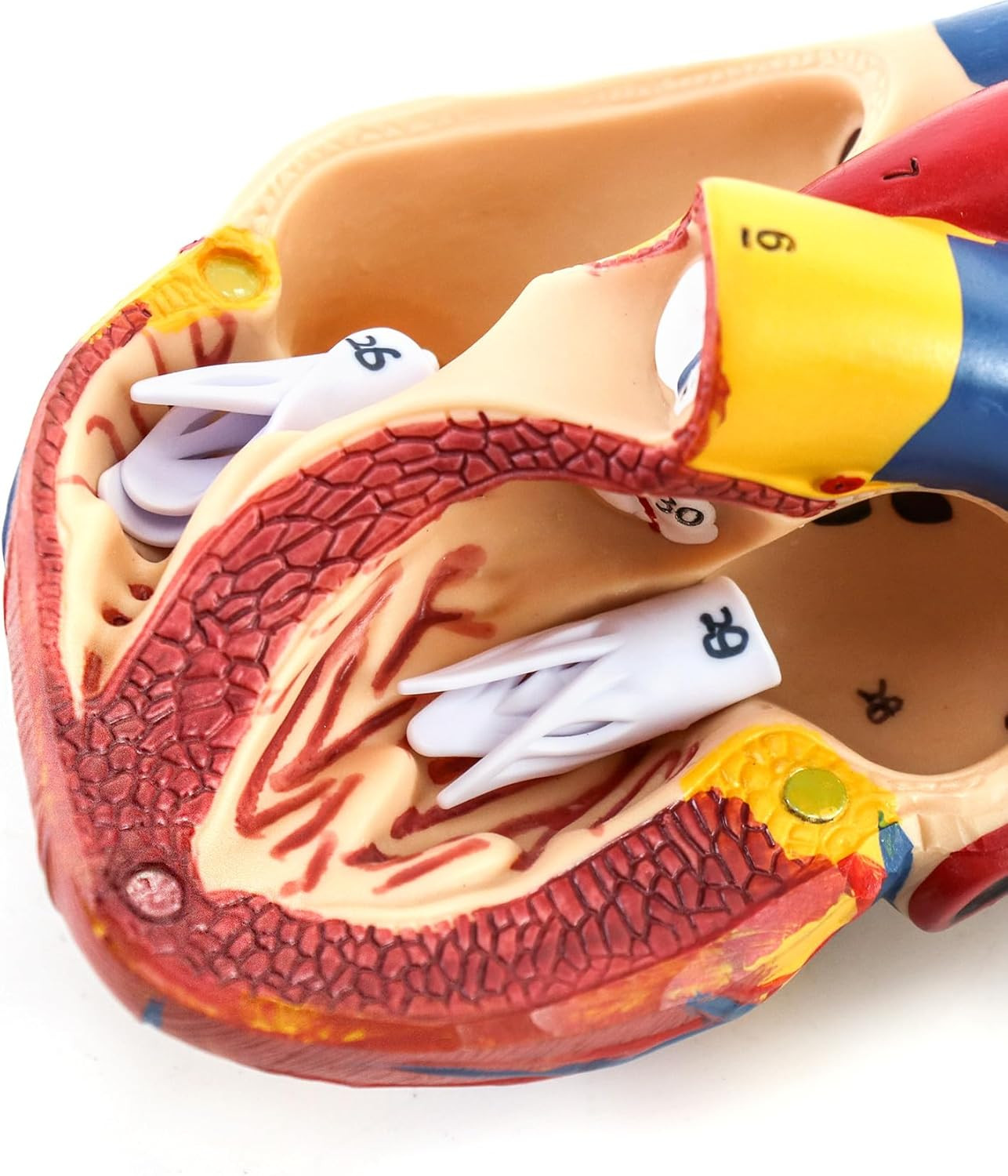 2 Pack Life Size Human Heart Model 2-Part 34 Structures PVC Anatomy Display Base