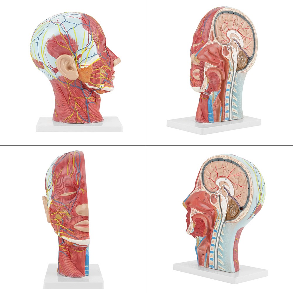 Anatomical Human Head Brain Neck Section Model Life-Size Study Aid For