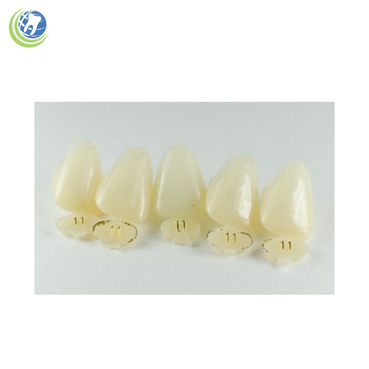Tooth #8 Upper Right Central Anterior (URC) Polycarbonate Temporary Crown Refill