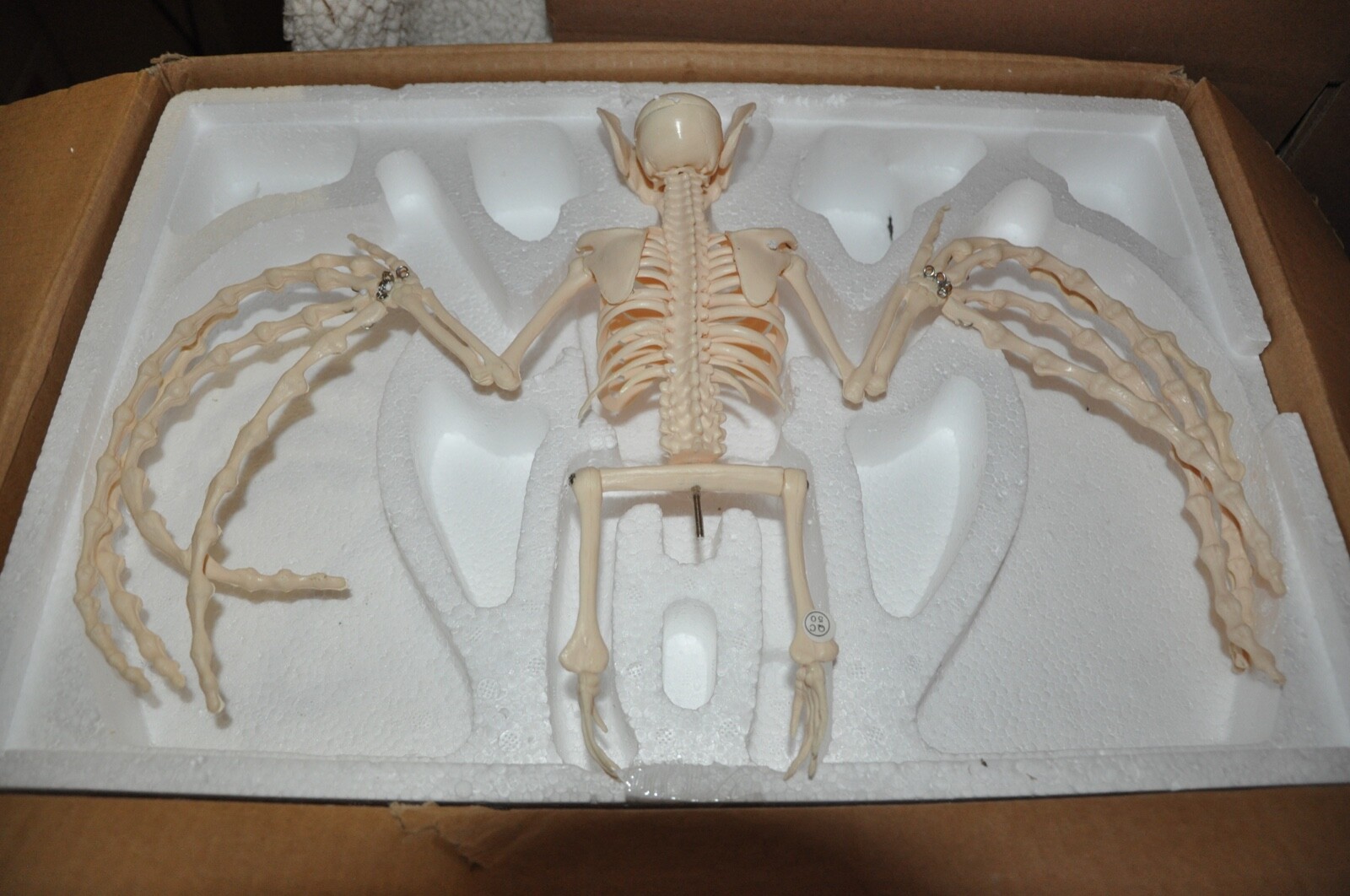 Veterinary Anatomy Bat Skeleton Display Teaching Model with stand Halloween