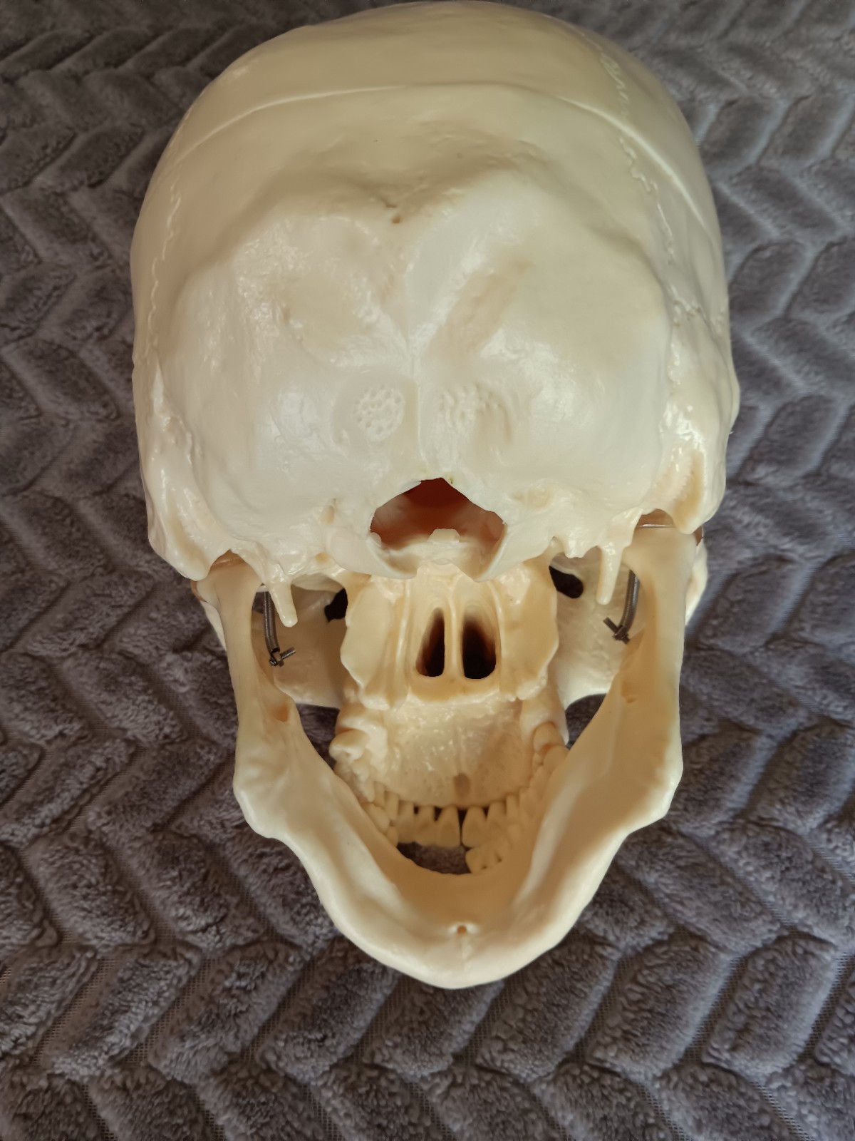 Life Size Human Model Skull Spring Jaw Removable Cap Halloween Lifelike Read