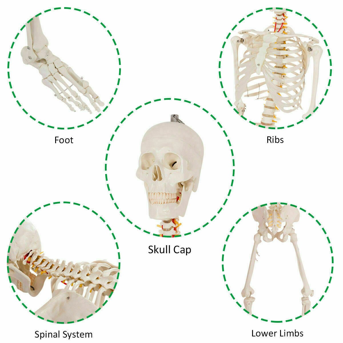 New Life Size Human Anatomical Anatomy Skeleton Medical Model, Stand