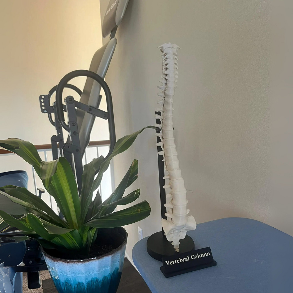 Spine Anatomical Model – Vertebral column Replica, Desk art for chiropractors