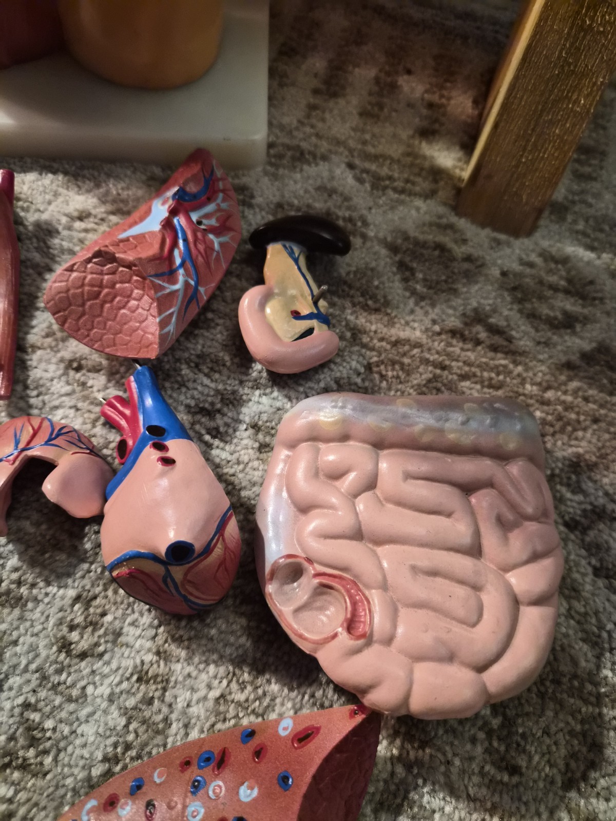 Human Anatomical Models Torso With Some Accesories