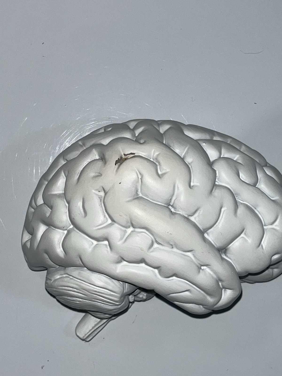Scientific Model Human Brain 2-part, Display, Paint Your Way, Classroom, Study