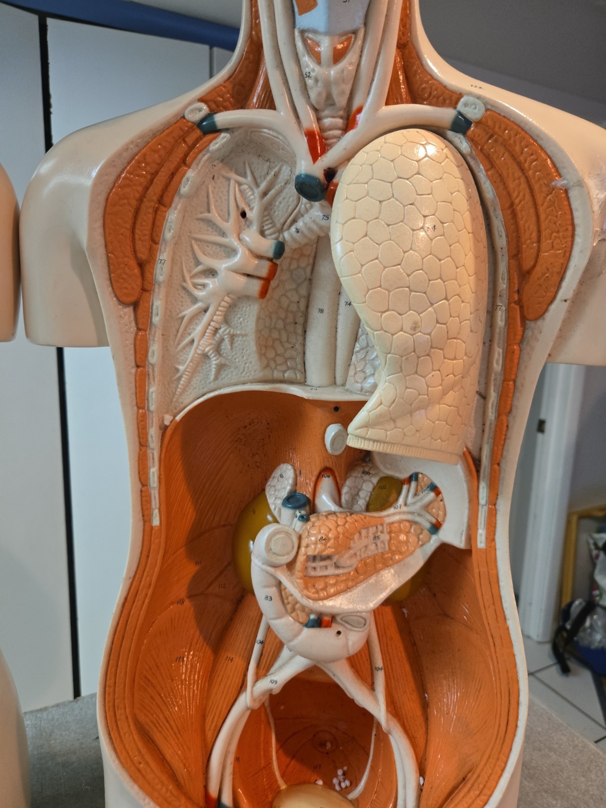 2 Qty Denoyer Geppert Anatomy Human Body Teaching Medical Torso Model. AS-IS