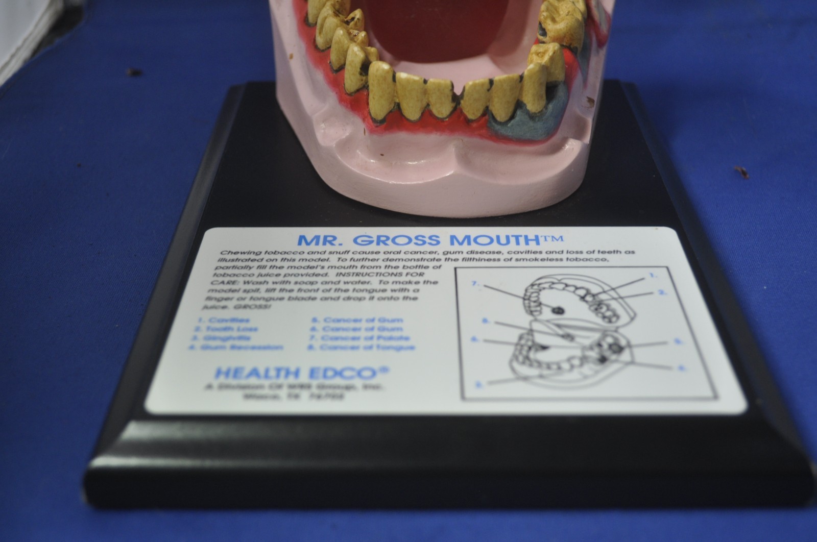 Health Edco Mr. Gross Mouth Dental Display With Case