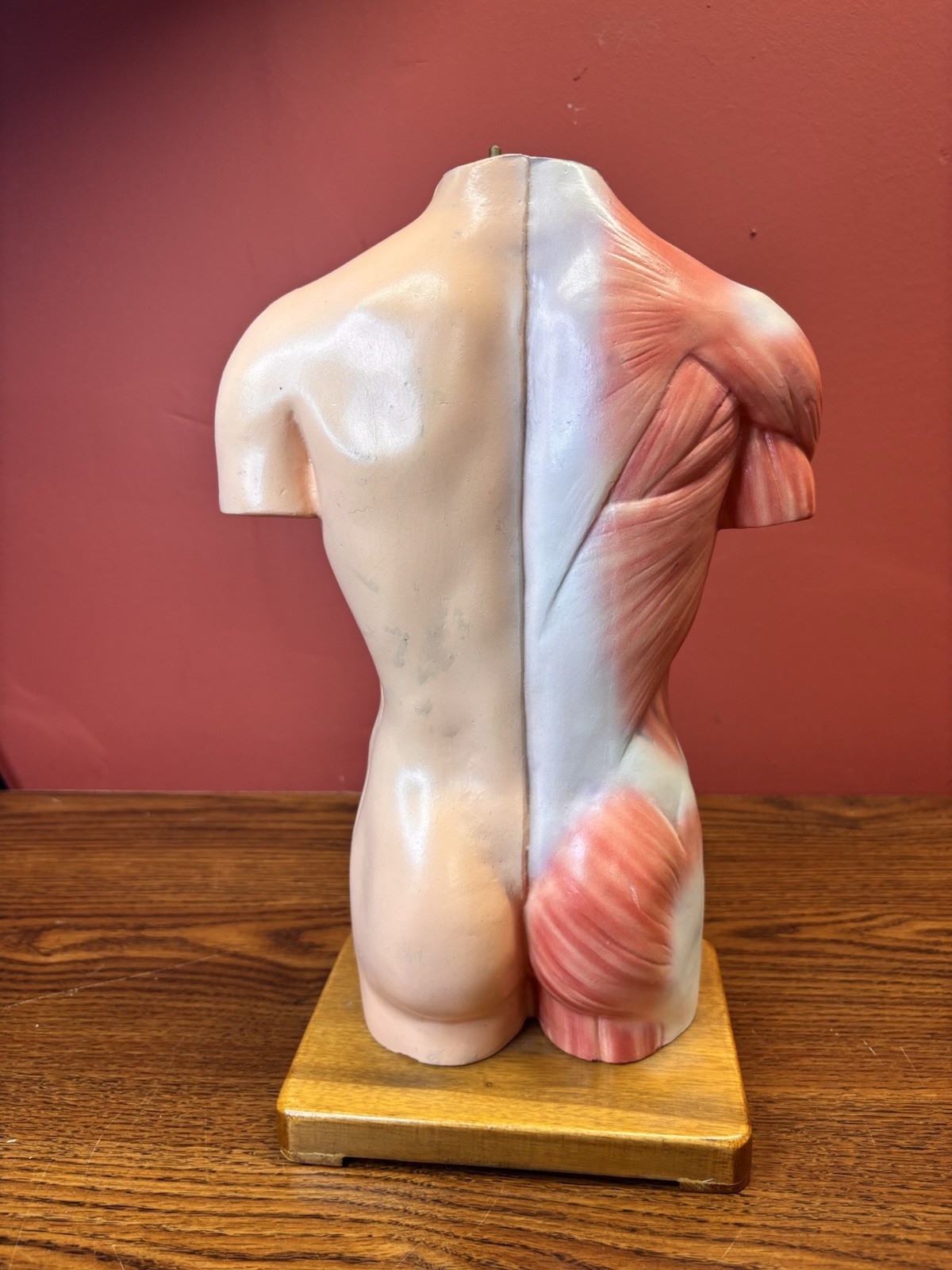 Vintage Human Anatomy Torso Model 13.5” Medical Teaching Display Missing Parts