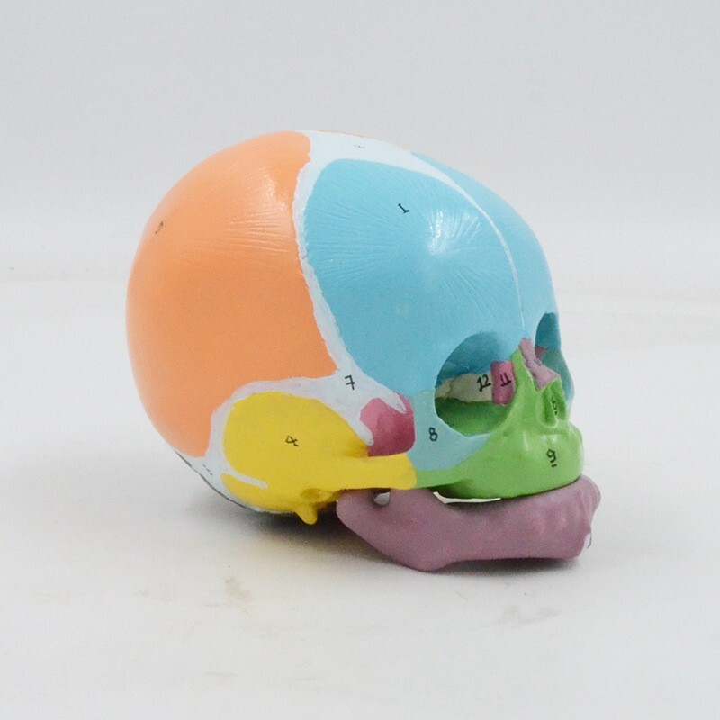 1:1 Size Medical Science baby infant Skull Anatomical Model