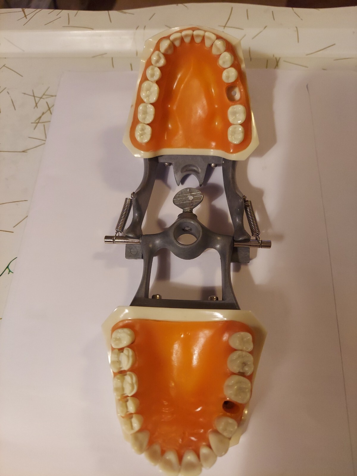 Halloween ? Dental Typodont Model with Removable Teeth R861/R862 (READ)