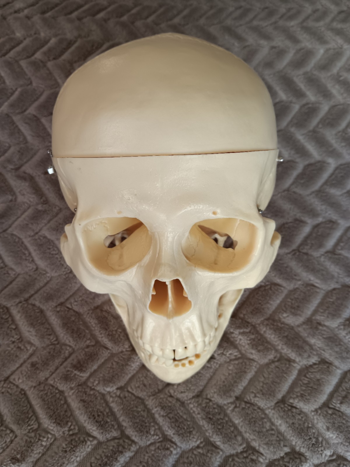 Life Size Human Model Skull Spring Jaw Removable Cap Halloween Lifelike Read
