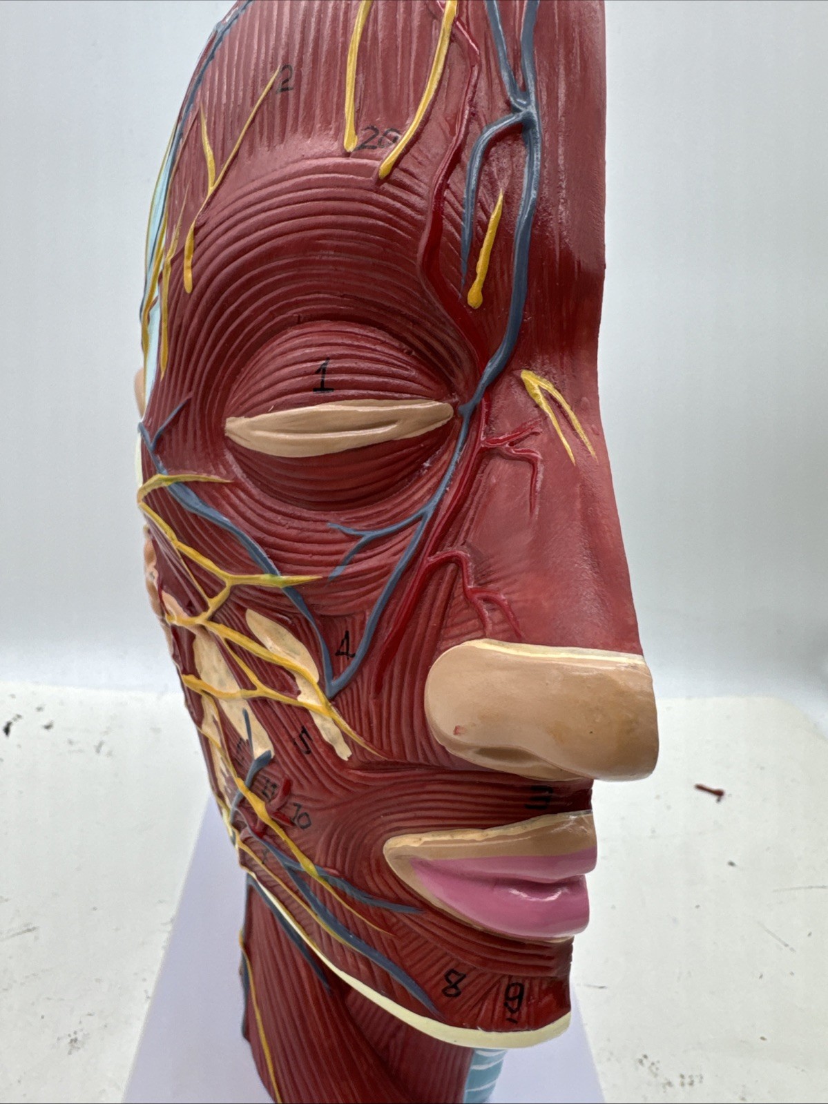 Anatomical Human Head Model with Muscles, Nerves, Brain for Education (D7)