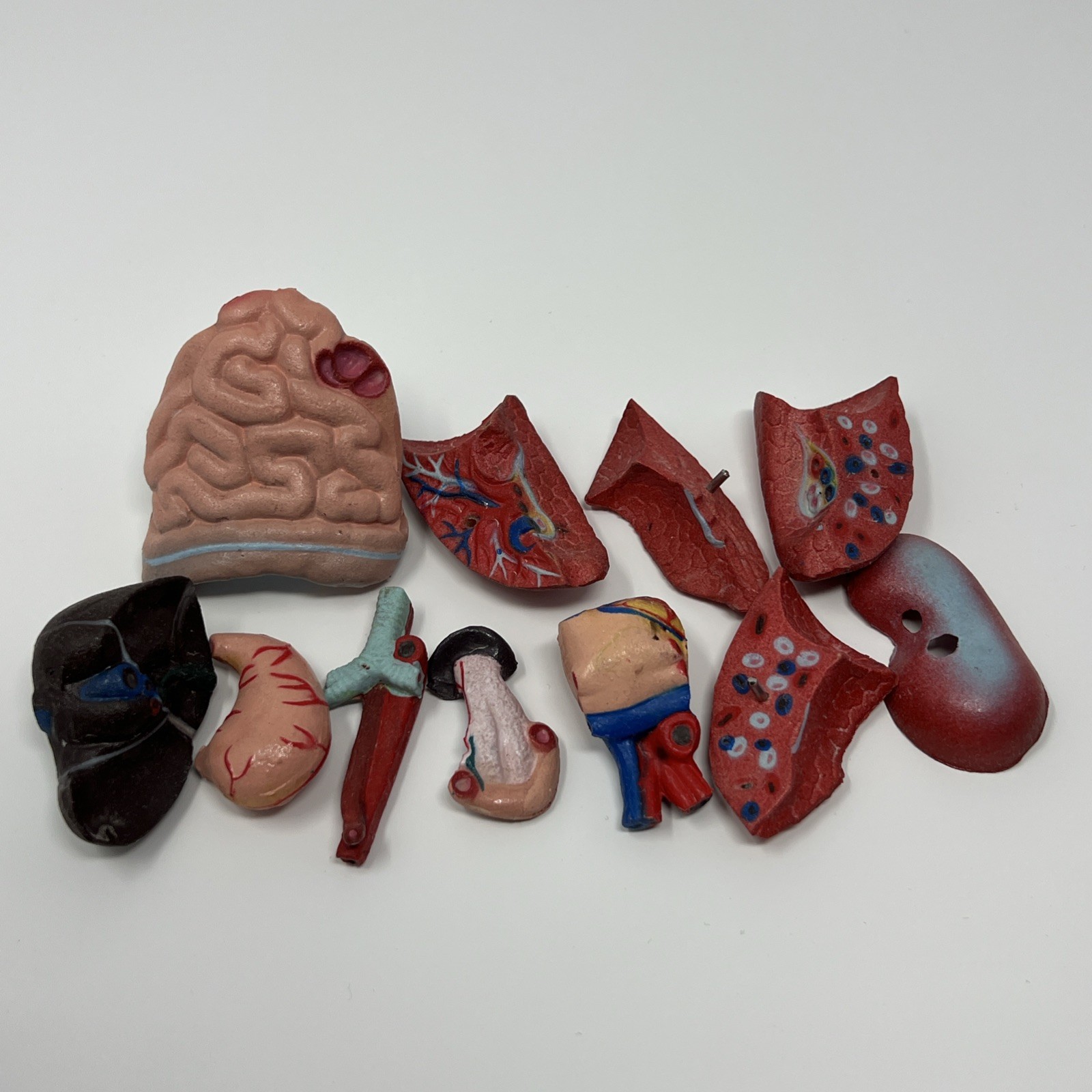 Human Body Medical Anatomy Model Classroom Nirvana In Utero Rubber Plastic Organ