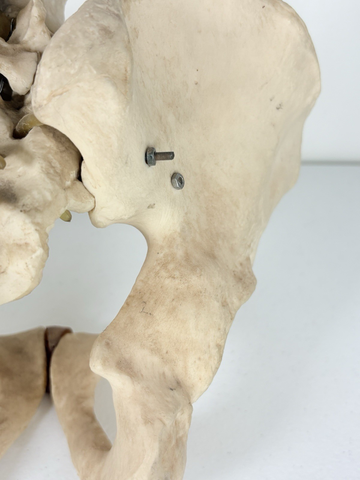 Vertebrae Human Spine and Pelvis Anatomical Model Science Medical