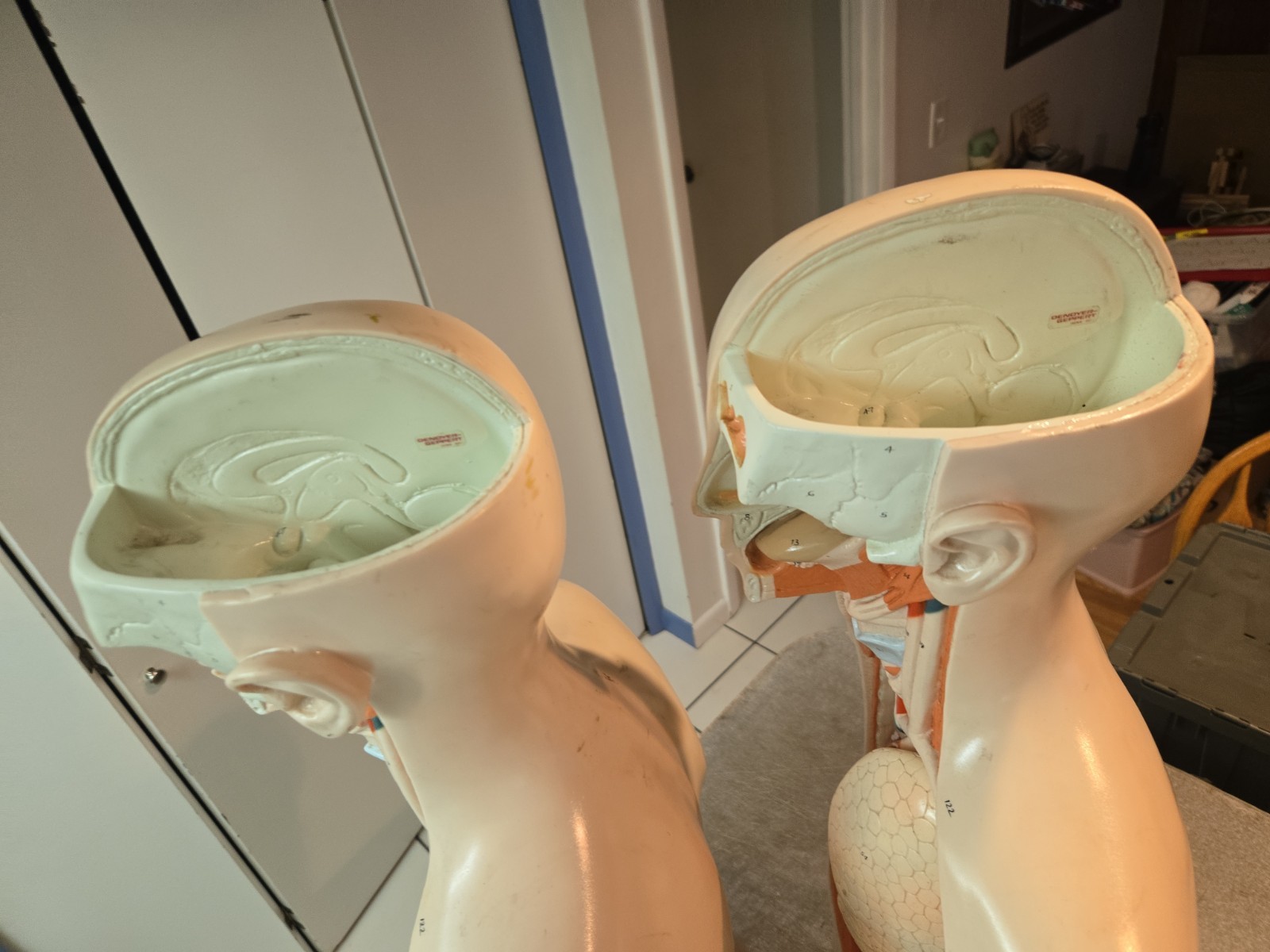 2 Qty Denoyer Geppert Anatomy Human Body Teaching Medical Torso Model. AS-IS
