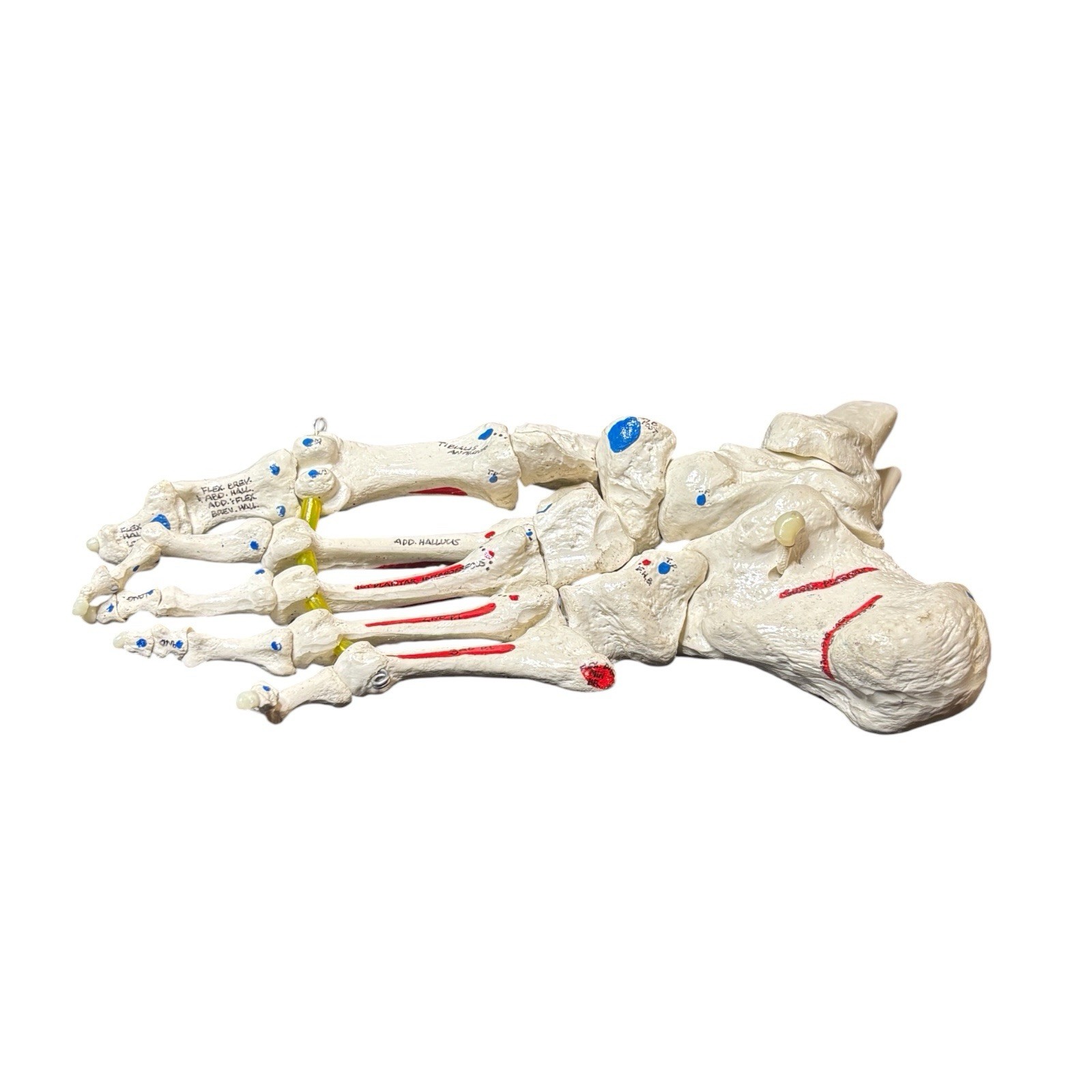 Medical Anatomical Model Human Foot Ankle Science Education Labeled Color Coded