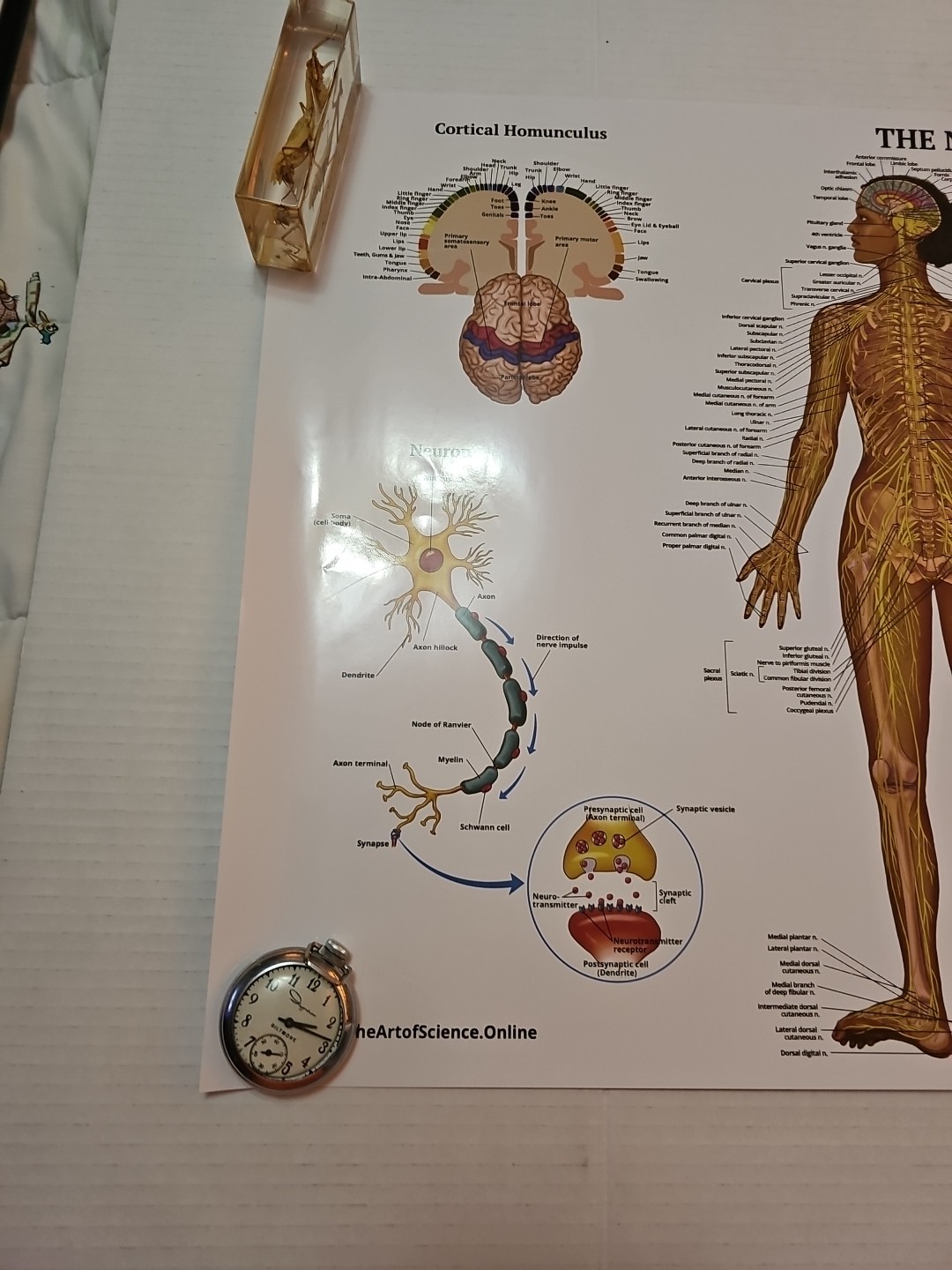 The Nervous System – 2 Sided Medical Poster 29.5″ x 17.5″ In. The Art Of Science
