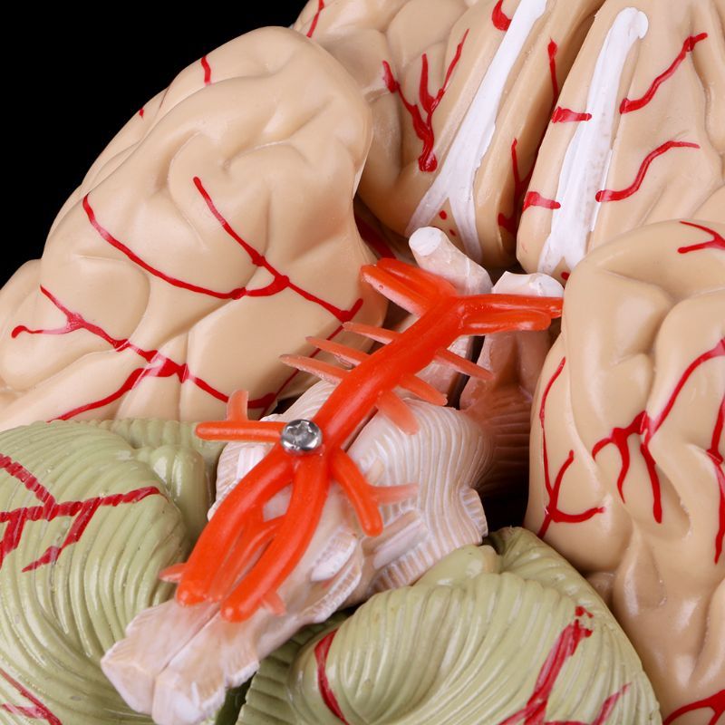 Human Brain Model Anatomical Anatomy Medical Teaching Education Study Science