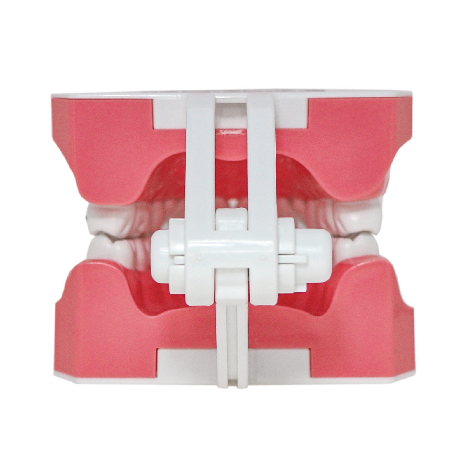 1:1 Dental Typodonts Teeth Model Orthodontic Metal Brackets Teaching Practice US