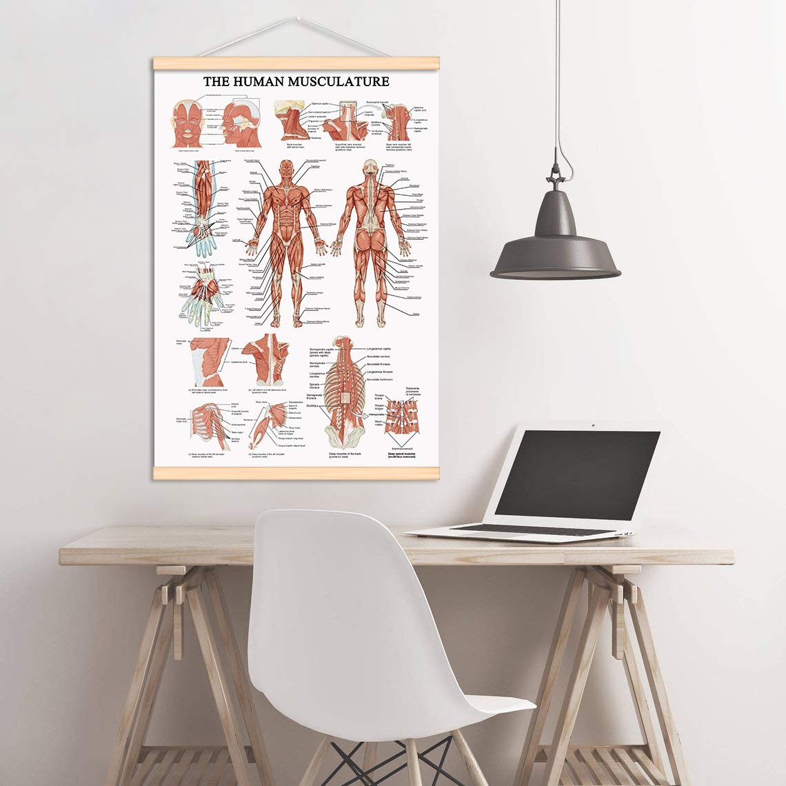 The Human Muscular System Chart Hanging Scroll Frame Canvas Print Human Anato…