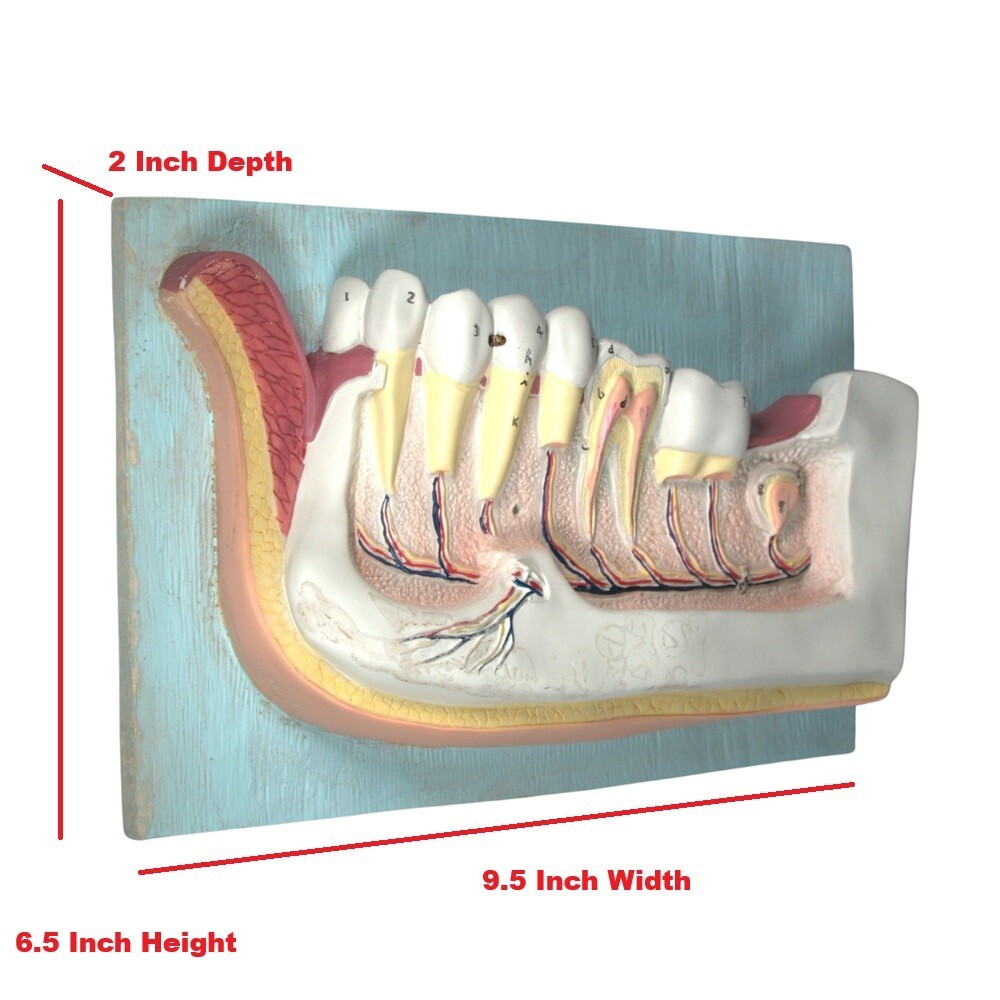 Dentist Dental Teeth Oral Anatomy Physiology Teaching Hanging Decoration Model