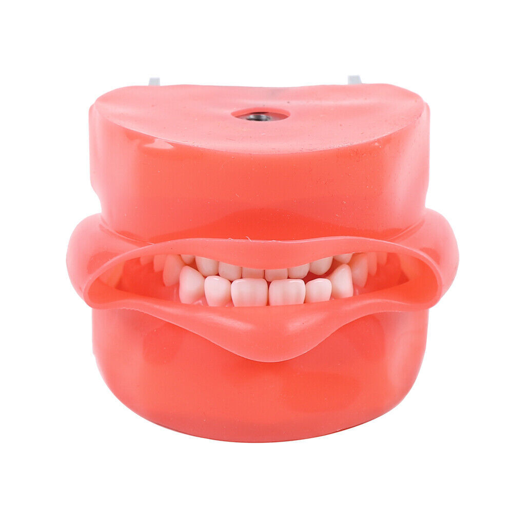 28PCS Dental Teeth Model Manikin Simulator Phantom Teeth Model For Lab Education