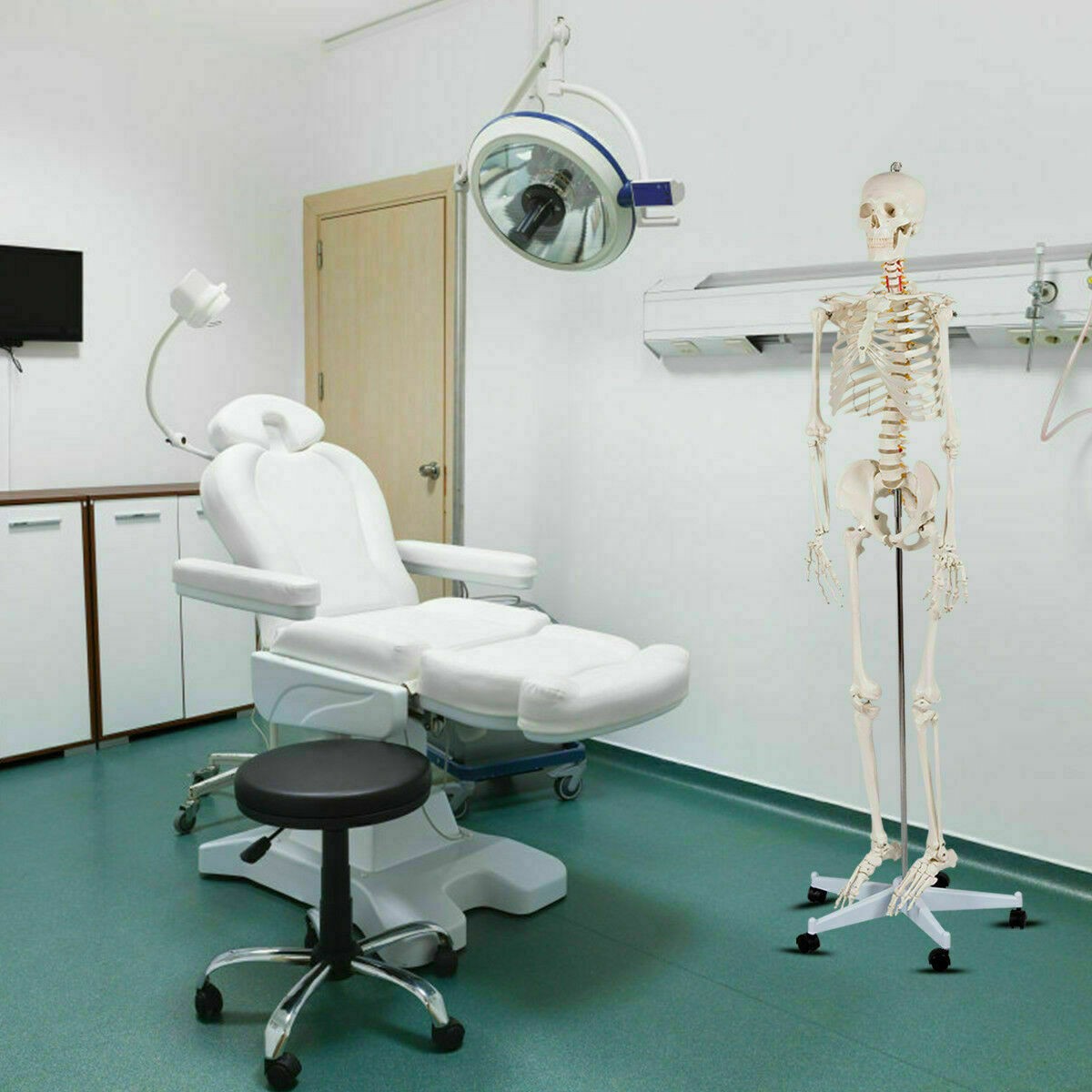 New Life Size Human Anatomical Anatomy Skeleton Medical Model, Stand