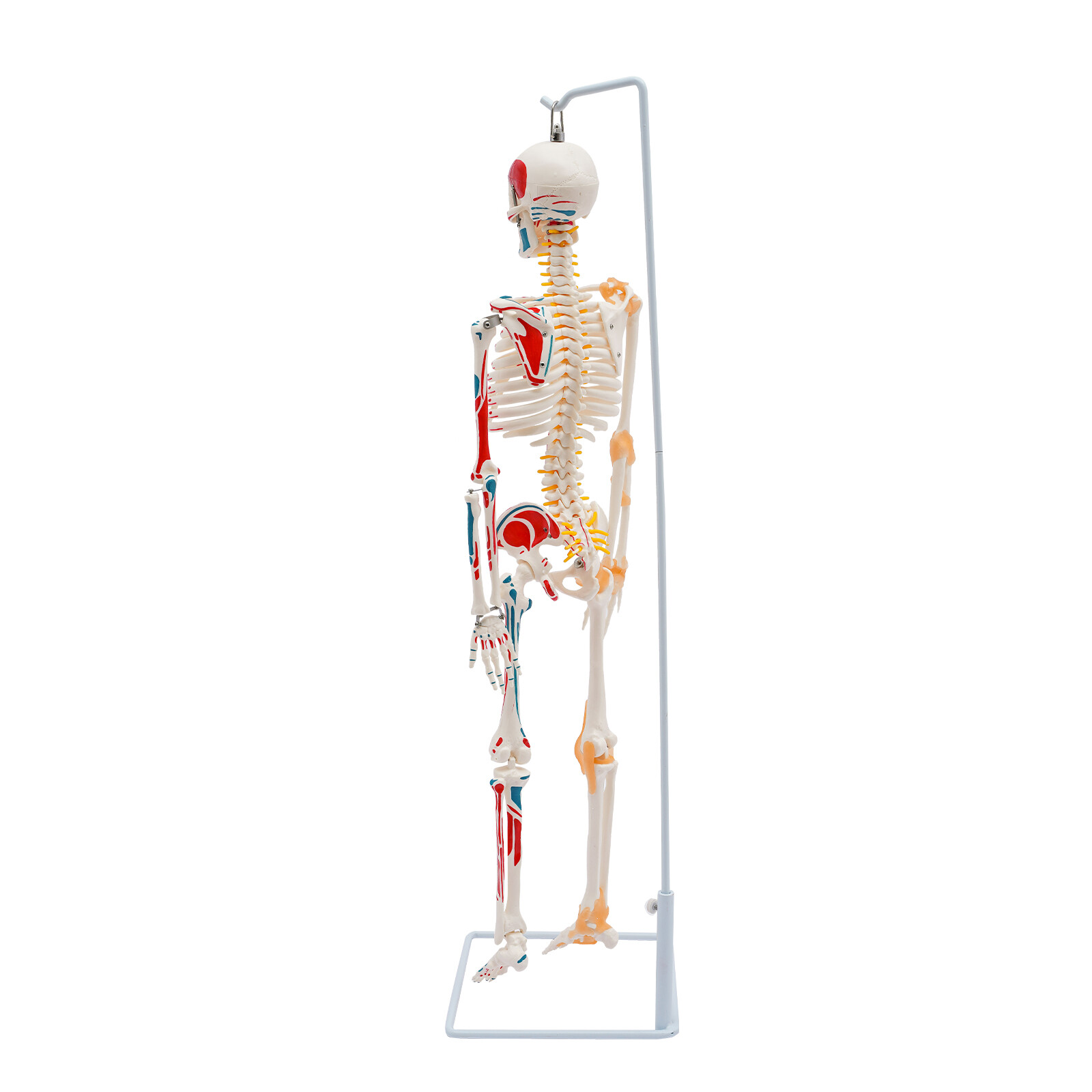 34″ Half Life Size Human Skeleton Model For Doctors’ Office or Anatomy Classroom