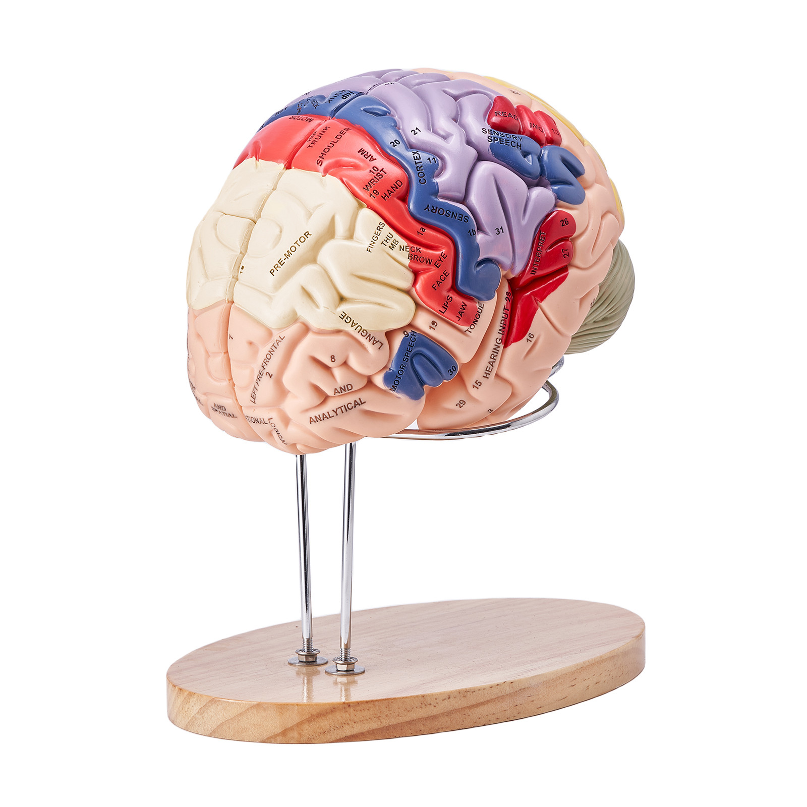 VEVOR Human Brain Model Anatomy Teaching Brain Model 4-Part Labeled 2X Enlarged