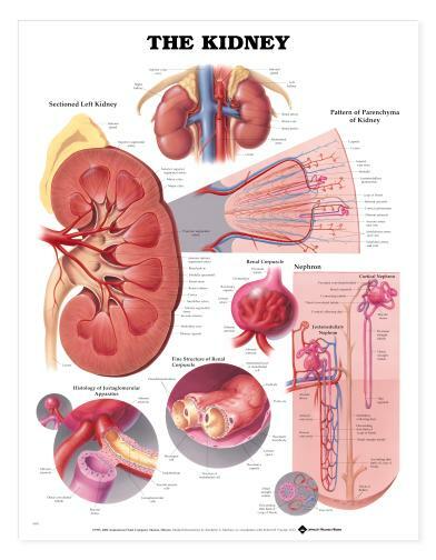 KIDNEY Laminated Wall Chart 20″ x 26″ Classroom/Professional LFA #99951