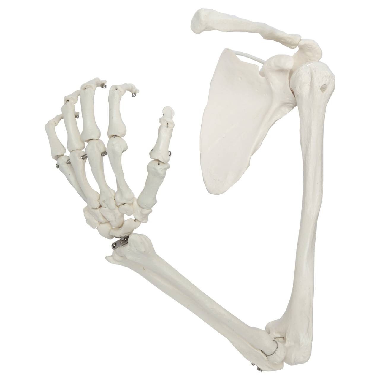 New Life Size Pair BUCKY SKELETON ARMS Set-2nd Class Resin Anatomical Upper Limb