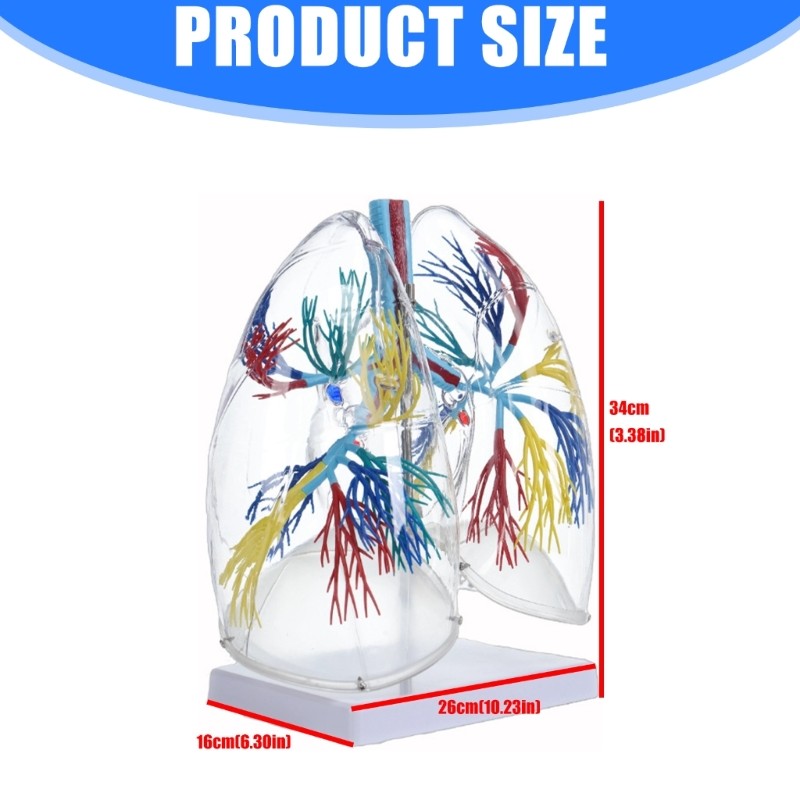 Life Size Anatomical Lung Respiratory System Model Education Tool for Teaching