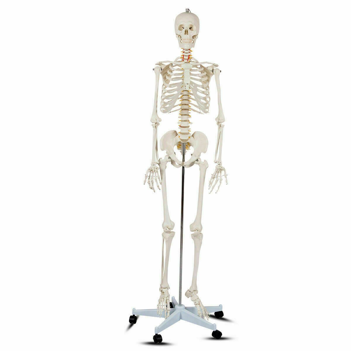 New Life Size Human Anatomical Anatomy Skeleton Medical Model, Stand